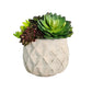 Potted succulents in a textured white pot on a wooden surface on a white background
