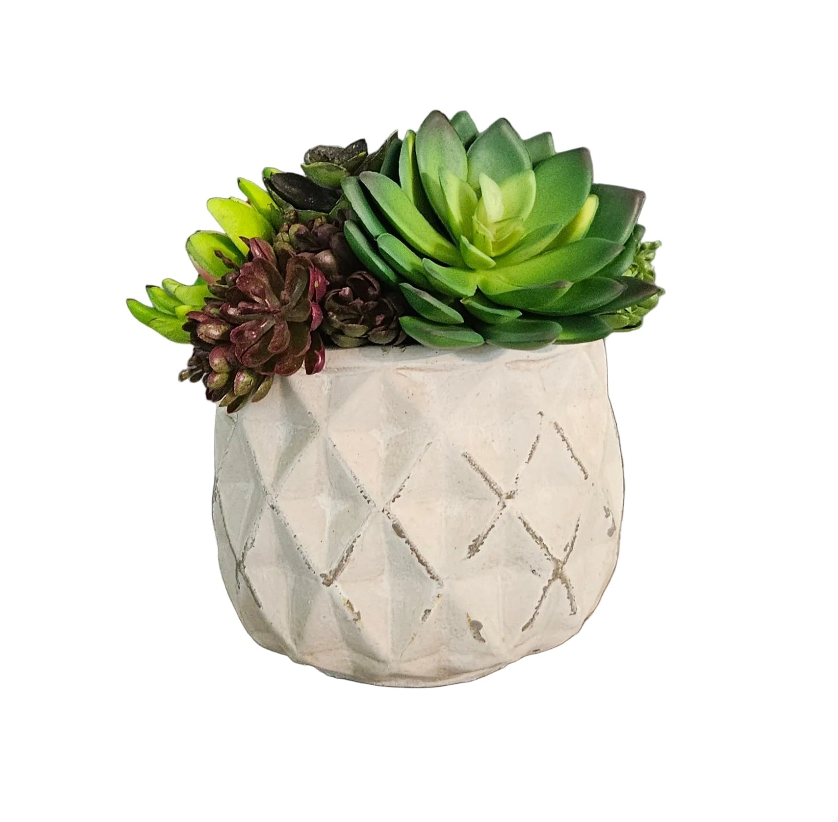 Potted succulents in a textured white pot on a wooden surface on a white background
