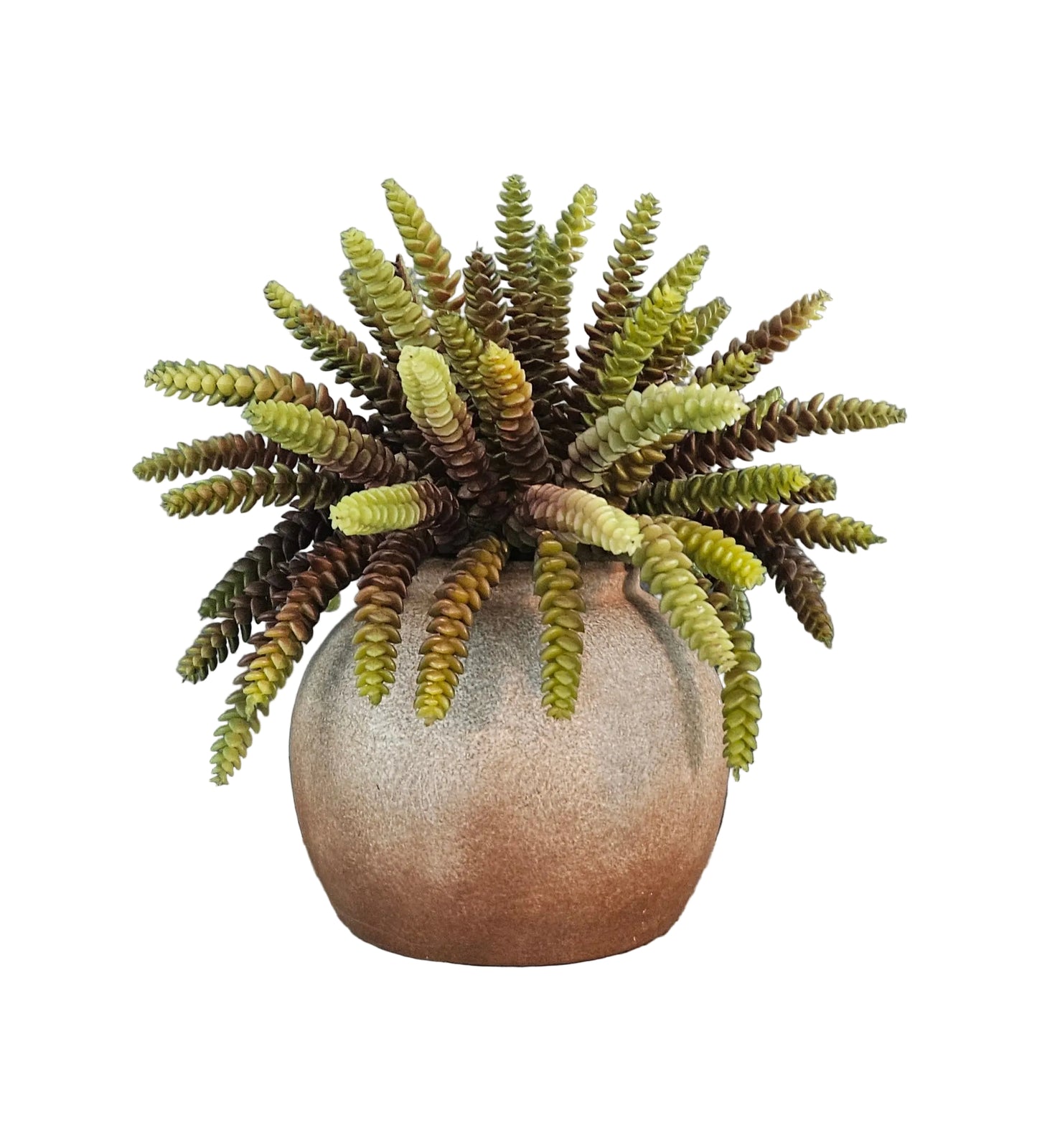 Burro's Tail Succulent Arrangement