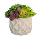 Decorative pot with succulents on a wooden surface against a white background