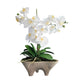 Orchids In Footed Container (Small)