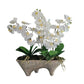 Orchids In Footed Container (Large)