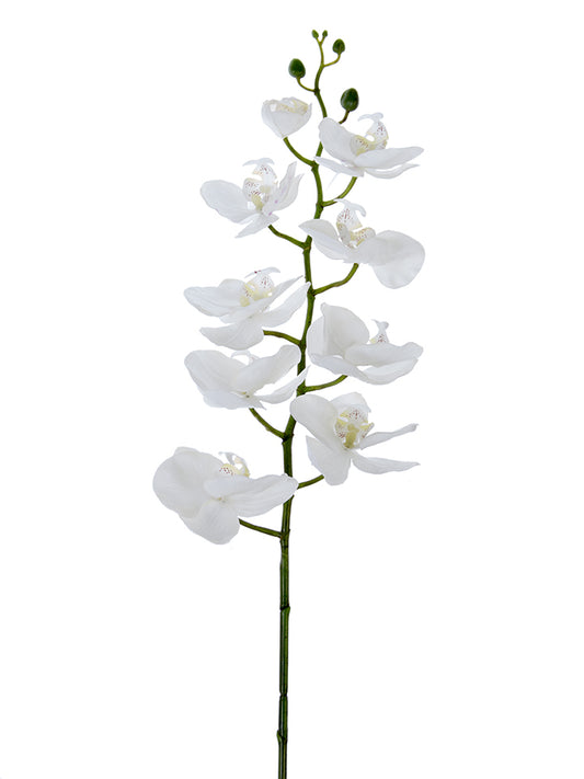40" Phalaenopsis Spray, White