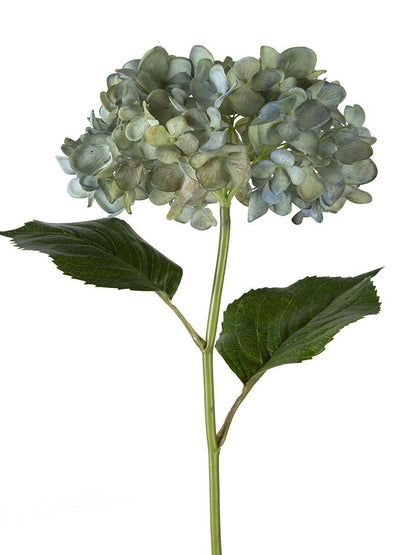21" Mophead Hydrangea (Various Colors)