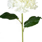 21" Mophead Hydrangea (Various Colors)