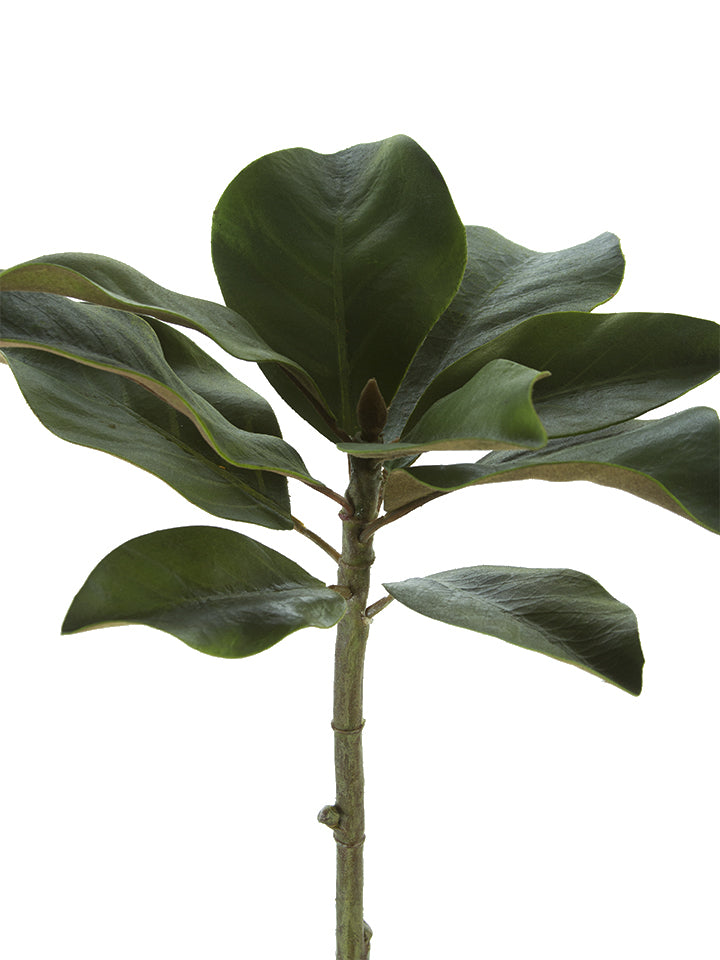 15" Magnolia Leaf Pick