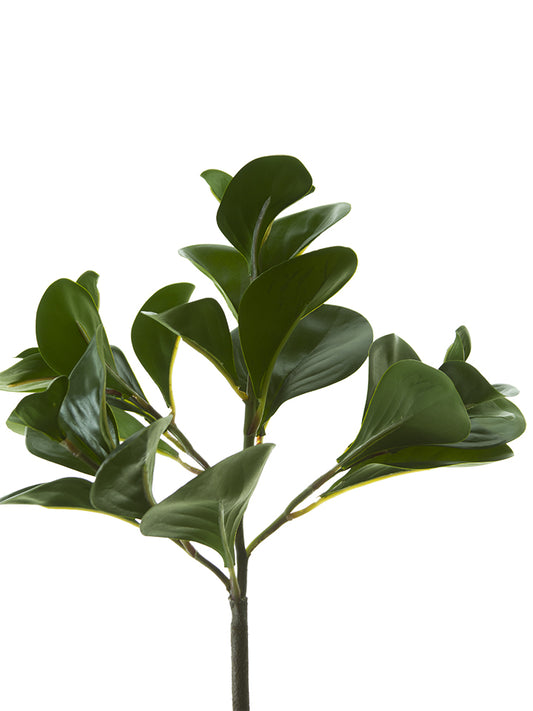 12" Peperomia Bush