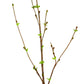 48" Curly Willow Spray w/Buds, Green