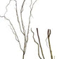 48" Curly Willow, Brown/Green