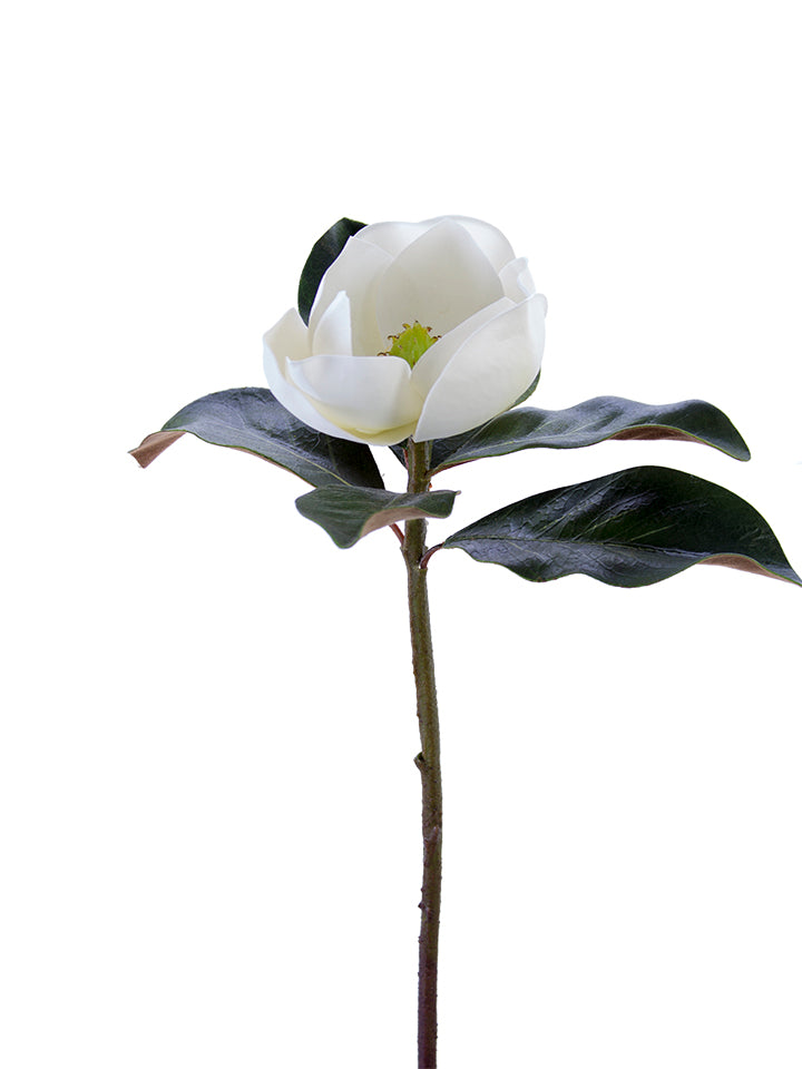 27” Southern Magnolia Stem