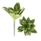7" Sempervivum Succulent Stem, Green
