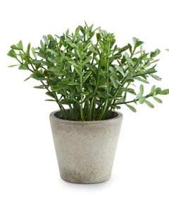 Mini Herb in Pots (Various Styles)