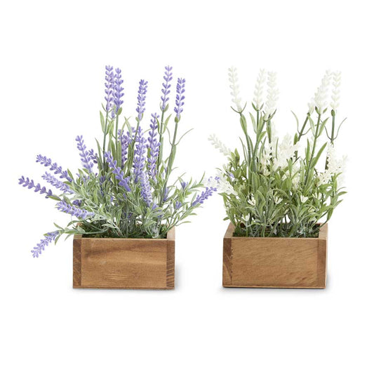 Lavender Plant in Square Wooden Pot (Various Styles)