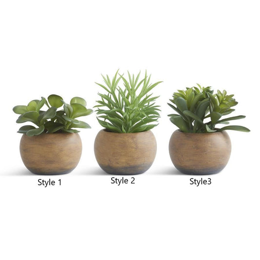 Succulent in Pot (Various Styles)