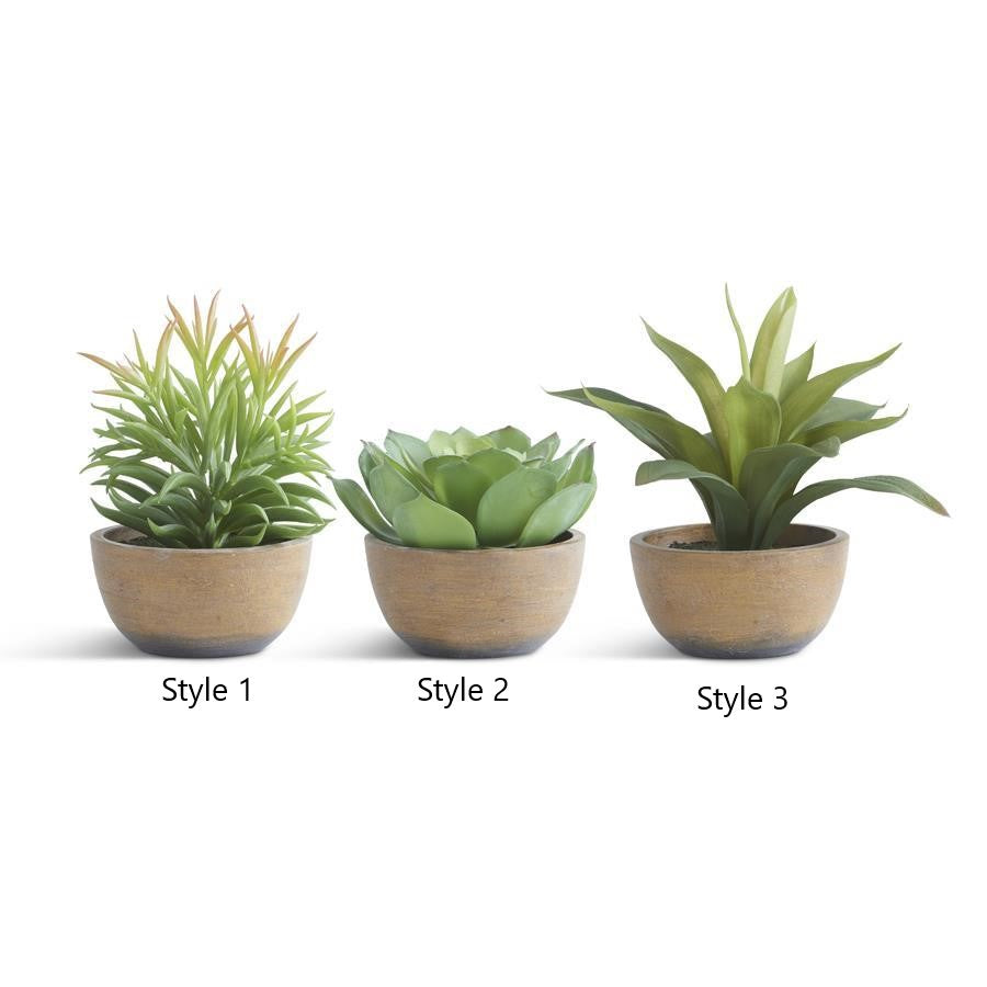 Potted Succulent (Various Styles)