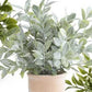 Medium Herb in Terracotta Pot (Various Styles)
