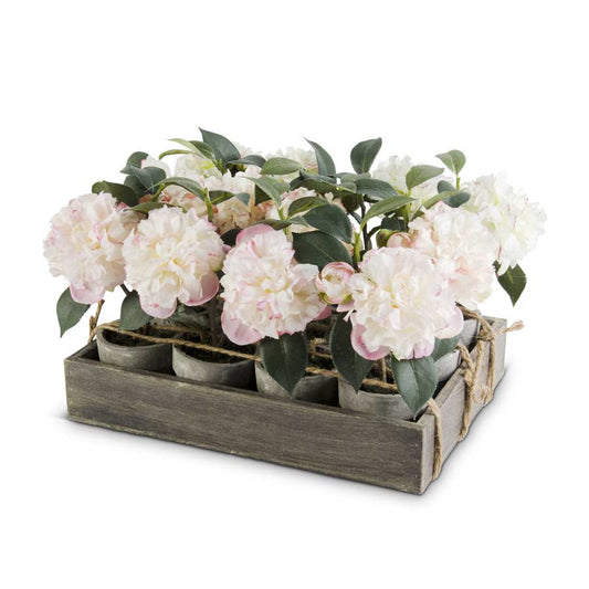 Potted Camellia, Individual Plant
