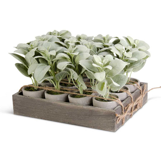 Potted Lambs Ear, Individual Plant