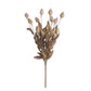 24" Sleepy Silene Eva Bush, Burgundy Green