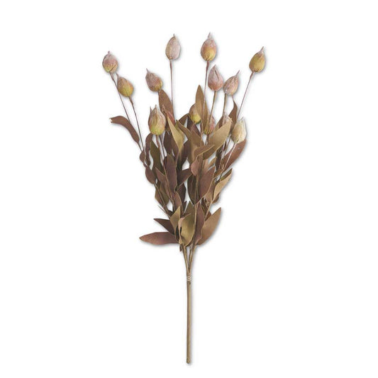 24" Sleepy Silene Eva Bush, Burgundy Green