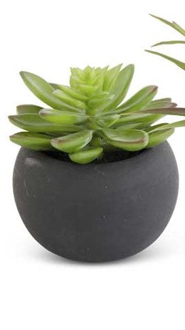Succulent in Black Matte Pot (Various Styles)