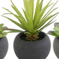 Succulent in Black Matte Pot (Various Styles)