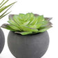 Succulent in Black Matte Pot (Various Styles)