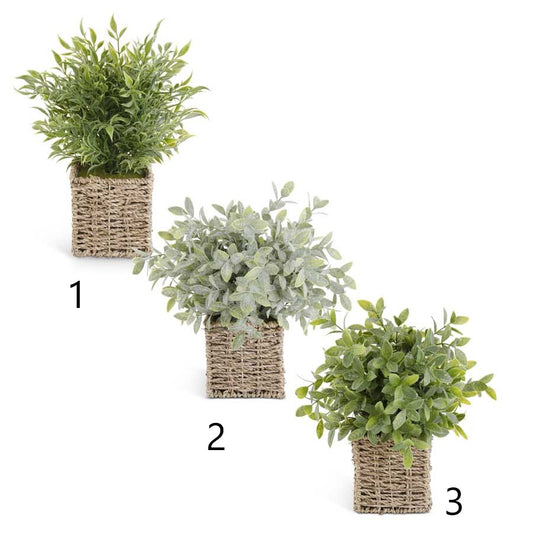 13" Herb in Woven Basket (Various Styles)