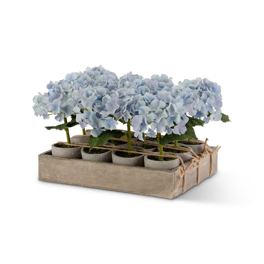 Potted Blue Hydrangea, Individual Plant
