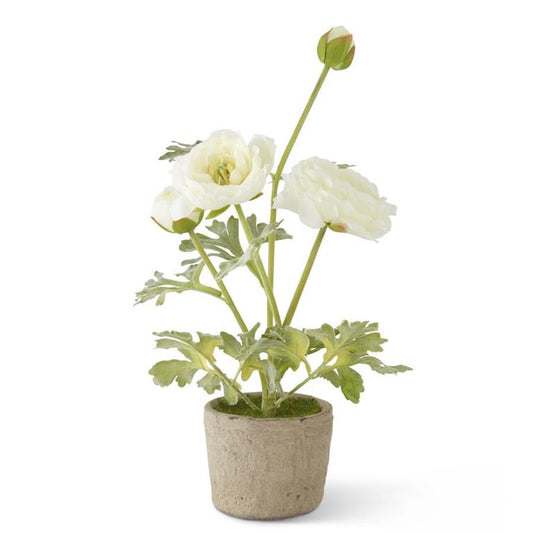 14.75" Ranunculus in Clay Pot, White
