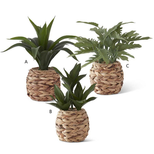 Foliage in Woven Round Basket (Various Styles)