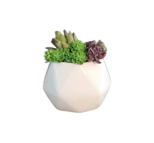 Mini Succulent Sit Around