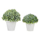 Potted Boxwood (Various Sizes)