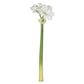 31.5" Amaryllis Stem, White
