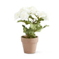 8.5" Potted Begonia, White