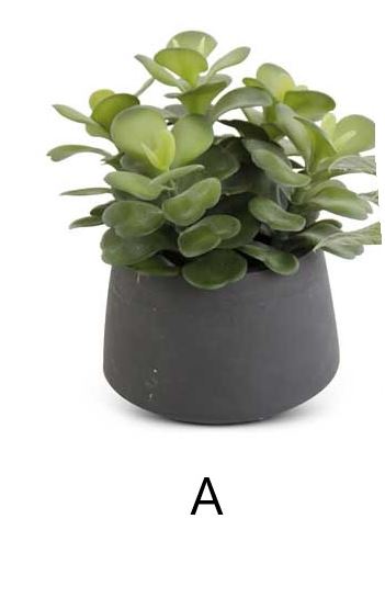 Succulent in Black Pot (Various Styles)