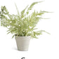 Real Touch Fern In Gray Pot (Various Styles)