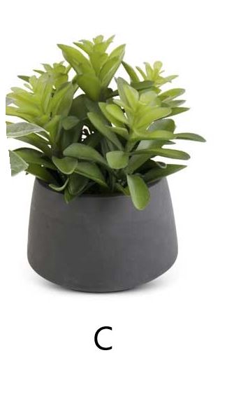 Succulent in Black Pot (Various Styles)