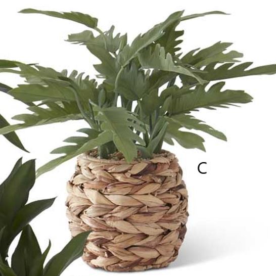 Foliage in Woven Round Basket (Various Styles)