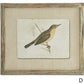 Patina Bois Wood Framed Bird Print (Various Styles)