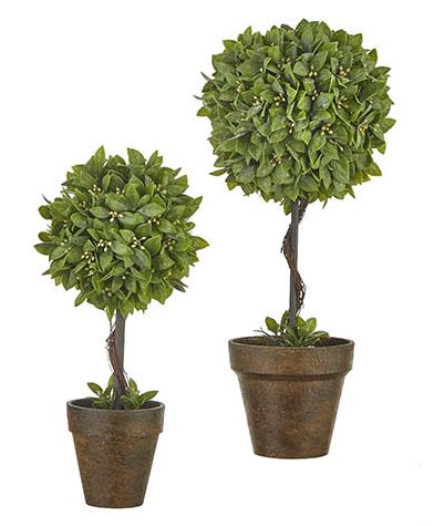 Potted Boxwood Topiaries (Various Sizes)