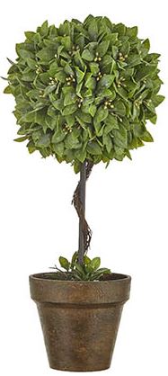 Potted Boxwood Topiaries (Various Sizes)