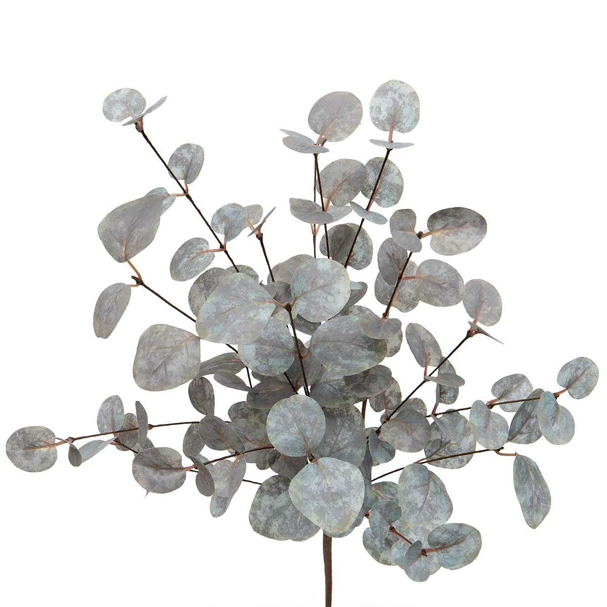 13" Silver Dollar Eucalyptus Bush, Gray