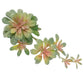 10.5" Flowering Succulent, Pink Green
