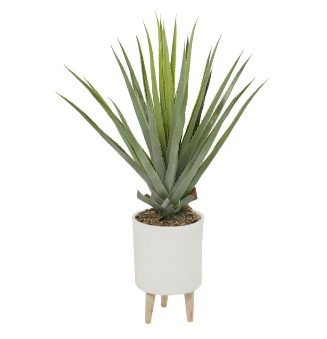 Modern Aloe Plant in White Potted Stand
