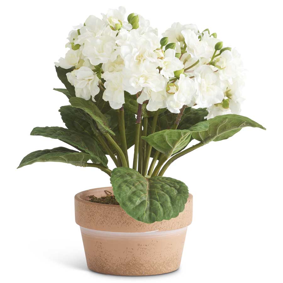10" Potted Double Bloom African Violet, White
