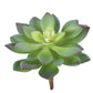 4" Aeonium Succulent, Green