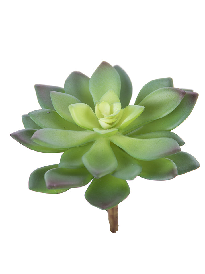 4" Aeonium Succulent, Green