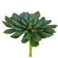 6.5" Aeonium Succulent, Sage Green