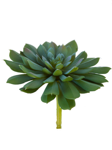 6.5" Aeonium Succulent, Sage Green